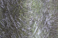 Cotton Tree fibreglass roof work